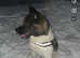 Akita for stud