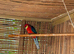 Crimson Rosella