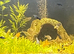 Mollies & Guppies