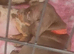 X2 Miniture chocolate daschund girls looking for their forever home