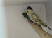 Baby cinnamon opaline blackface