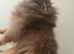 Pastel lilac and tan pomeranian female