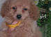 Cavapoochon