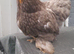 Pekin bantams