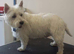 Dog grooming, Sutton- in-Ashfield,Nottinghamshire, NG17.