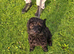 Cockapoo for sale