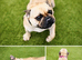 Female pure bred pug