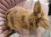 Miny lop boy and girl