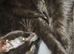 2 kittens for sale or rehoming.