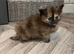Two Beautiful Female Ragdoll Cross Kittens - Loving Homes Wanted