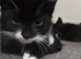 Mixed litter of kittens ready for loving homes