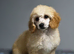 SHOW QUALITY KC REGISTERED TOY POODLE MALE PUPPIES