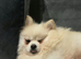 Cream female pomeranian puppies