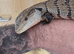 Maruke blue tounge skink