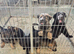 KC registered German shepherd pups