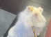 Beautiful white pomeranian