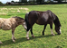 Welsh Section A Mare Elcon Amelie 5 years old.
