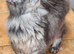 Stunning XL MAINECOON ACTIVE FEMALE