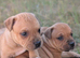 Red KC Staffordshire bull terriers