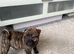 Sharpei cross Staffordshire bull terrier