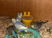 Young Budgies's for sale