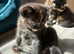 British shorthair x dsh calico tortie