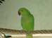 Green ringneck
