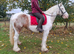 15.1/2hh 5 year old mare