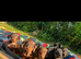 Miniature dachshund puppies