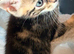 Tabby Kittens