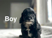Layla adorable cockapoo now ready to leave