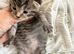 Tabby kittens