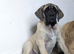 Kc, show line male back up for sale.