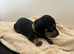 3 miniature dachshunds left