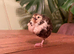Celadon Coturnix quail trio