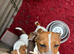 Jack Russell puppies