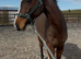 Allrounder gelding