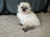 Pure Ragdolls - Two Females left only