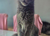 Reduced pure bred Mainecoon kittens ready now