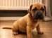 Exceptional Cane Corso Puppies &ndash; Elite Bloodlines