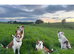1 Red / White Female + 1 Red Merle Male left