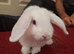Female 8 week old Rabbit