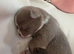 Kc chihuahua
