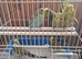 Baby budgies