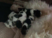 Cavapoo puppies 1 boy left
