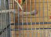 Pair of pineapple conures