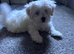 Bichon fries