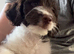 2 beautiful cockapoos for sale