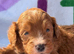 F1 small mini cockapoos various colours 30 dna health tested clear
