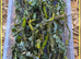Quality Moss, Lichen Sticks - Foodstock for Isopods, Millipededs etc